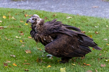 Photowalk - Hohenwerfen Castle - Falconry Austria - October 30, 2025