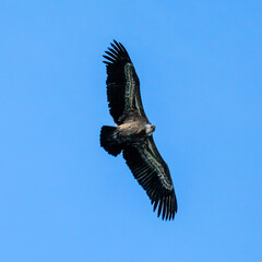 Fototapeta premium Photowalk - Hohenwerfen Castle - Falconry Austria - October 30, 2025