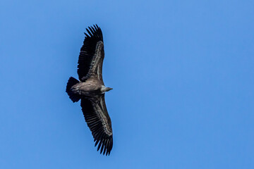 Photowalk - Hohenwerfen Castle - Falconry Austria - October 30, 2025