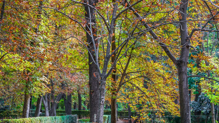 Obraz premium Autumn, forest, El Retiro Park, Madrid, Spain, Europe