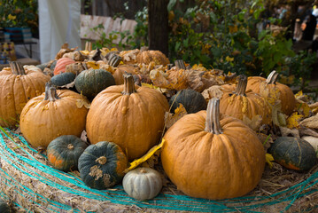 Colorful autumn pumpkins and gourds of various shapes and textures displayed outdoors on hay, showcasing harvest season and natural diversity of fall vegetables. Halloween