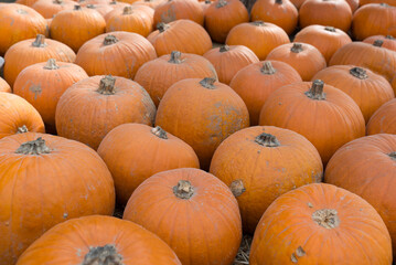 Fresh red kuri pumpkins displayed in wooden boxes at farmers market, natural autumn vegetables harvest, healthy organic seasonal produce for cooking and decoration. Halloween pumpkins