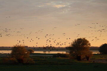 Cranes in Flight at Sunset over Lac du Der, France – Migrating Birds in Warm Evening Light