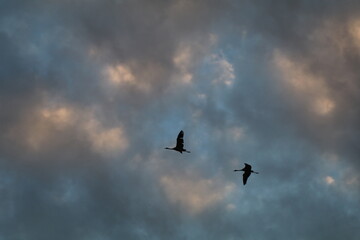 2 cranes high in the sky with a backdrop of blue sky scattered with white fluffy clouds turning orange in the evening light