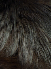 Close-Up View of Dark Textured Fur of cat