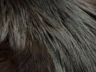 Close-Up View of Dark Textured Fur of cat