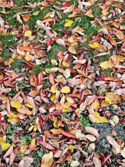 autumn leaves on the ground