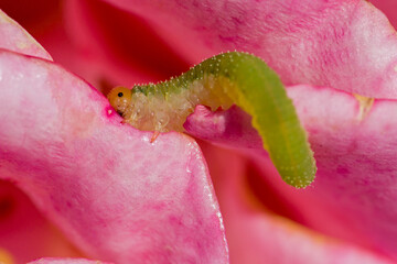 close-up of the side of a green and white banded rose sawfly larva on a pink rose leaf