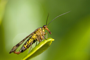 lateral close-up of the male common scorpionfly against a blurred green background
