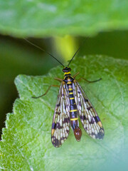 dorsal close-up of the male common scorpionfly against a blurred green background