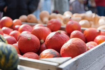 Fresh red kuri pumpkins displayed in wooden boxes at farmers market, natural autumn vegetables...