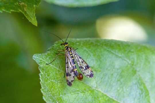 dorsal close-up of the male common scorpionfly against a blurred green background - Powered by Adobe
