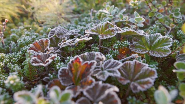 The first frost on the plants, winter is coming. Frost-covered plants sparkling in the early morning light on chilly autumn day. Gimbal shot, 4K