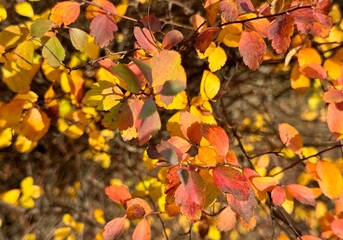 autumn leaves background