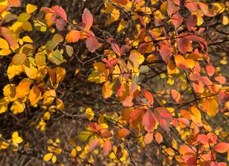 autumn leaves background