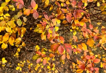 autumn leaves background 
