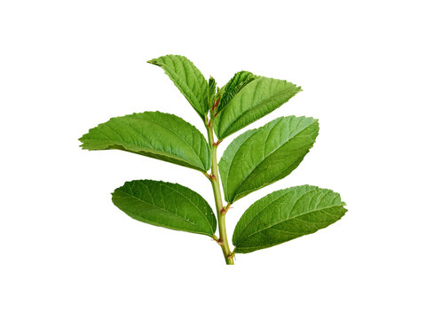 Indian green jujube leaf isolated on white background. Ziziphus jujube.