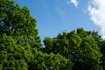 Green tree tops against blue sky with scattered white clouds in sunny summer day