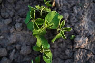 Small soybean plant on dry cracked soil in farm field during warm daylight