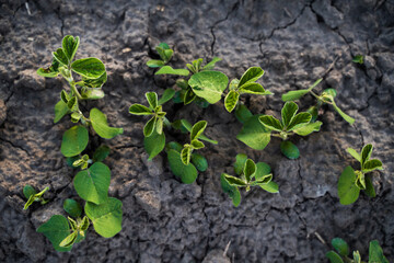 Group of soybean seedlings growing through dry soil surface on agricultural farmland