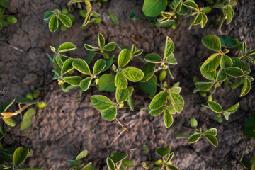 Top view of young soybean plants on dry farm soil during warm summer daylight