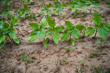 Sunflower sprouts emerging from dry soil with weeds on rural field in early vegetation period