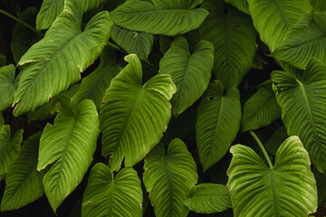 Abstract of green leaves in dark tone for background texture concept.