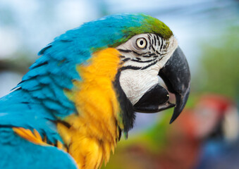 Guacamayo Azul GUS