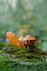 small mushrooms and fallen oak leaf in autumn forest close up. atmosphere fall season image with toadstools. Harvest, fungi hunting concept