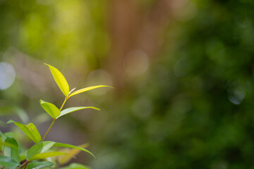 Nature of green leaf in garden at summer. Natural green leaves plants using as spring background cover page greenery environment ecology lime green wallpaper