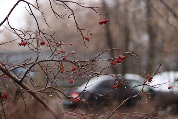 red berries in snow