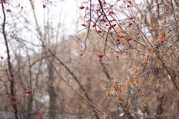 snow covered branches