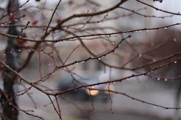 snow covered branches