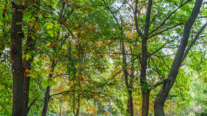 Autumn, forest, El Retiro Park, Madrid, Spain, Europe