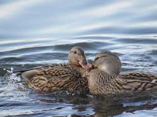 female mallard duck