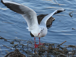 seagull in flight