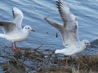 seagulls on the beach
