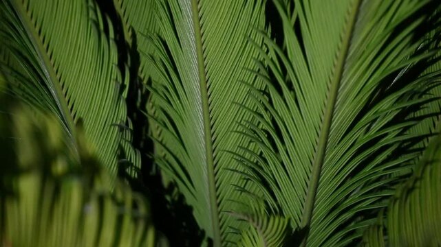 Close-up of a sago palm leaf illuminated against a dark night background.