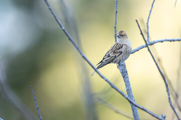 Alpine wildlife: A Plain Mountain Finch on a perch, perhaps with hints of snow or ice. The composition highlights the bird's compact size and the vastness of its habitat