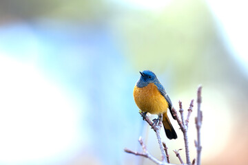 Mountain Jewel: Blue-fronted Redstart Perched High on a Twig