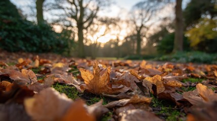 Obraz premium Autumnal Ground: A close-up shot of the forest floor, scattered with fallen leaves, with sunlight filtering through the trees, creating a serene and evocative autumn scene.