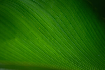 Abstract of green leaves in dark tone for background texture concept.