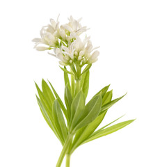 Sweet woodruff  flowers