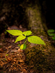 Sprout with green leaves on the ground in the forest
