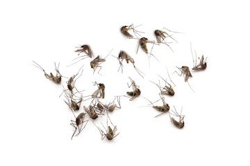 Dead mosquitoes on white background, Dangerous vehicle of zika virus, dengue virus, chikungunya, malaria and other infections.