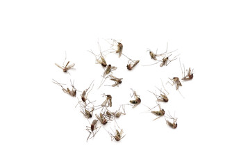 Dead mosquitoes on white background, Dangerous vehicle of zika virus, dengue virus, chikungunya, malaria and other infections.