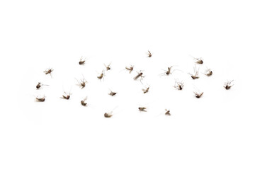 Dead mosquitoes on white background, Dangerous vehicle of zika virus, dengue virus, chikungunya, malaria and other infections.