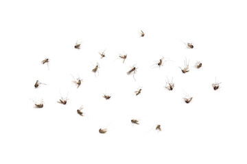 Dead mosquitoes on white background, Dangerous vehicle of zika virus, dengue virus, chikungunya, malaria and other infections.