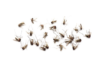 Dead mosquitoes on white background, Dangerous vehicle of zika virus, dengue virus, chikungunya, malaria and other infections.