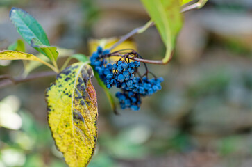 Close-Up of Blue Wild Berries on Branch with Autumn Leaves